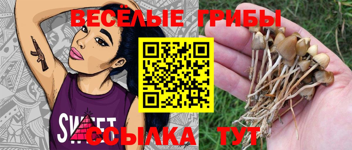 Галлюциногенные грибы Psilocybe Казань